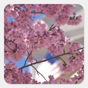 Sakura Cherry Blossom Americana Vierkante Sticker