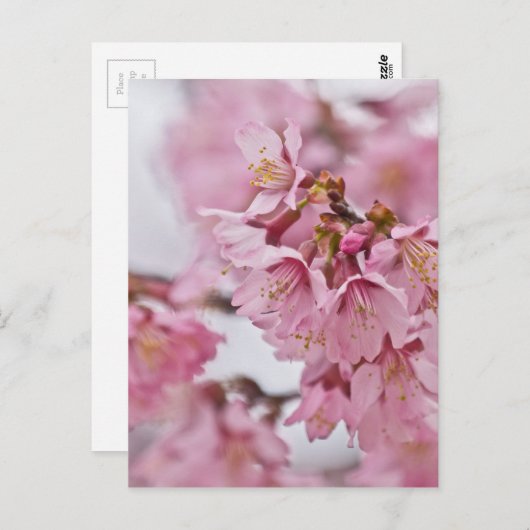 Sakura Cherry Blossom Bleek Pink Briefkaart (Voorkant / Achterkant)