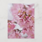 Sakura Cherry Blossom Bleek Pink Briefkaart (Voorkant)