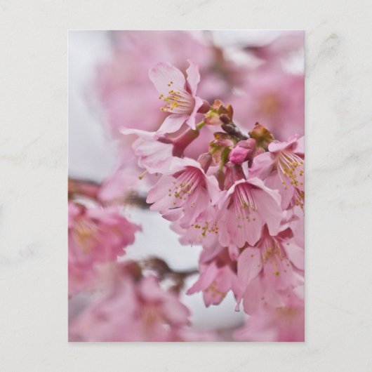 Sakura Cherry Blossom Bleek Pink Briefkaart (Voorkant)