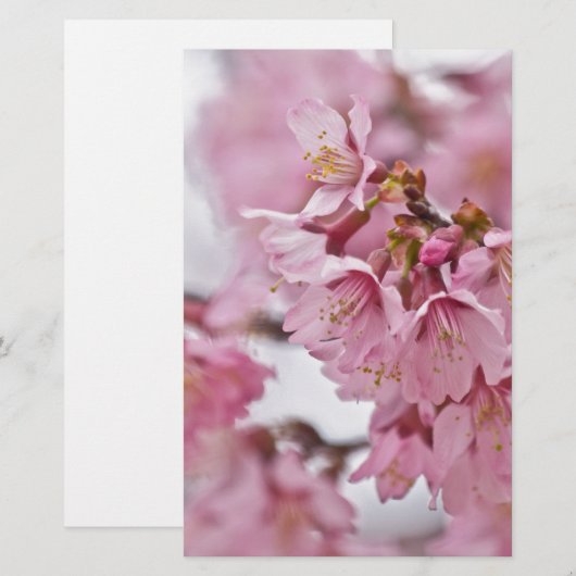 Sakura Cherry Blossom Bleek Pink Briefpapier (Voorkant / Achterkant)