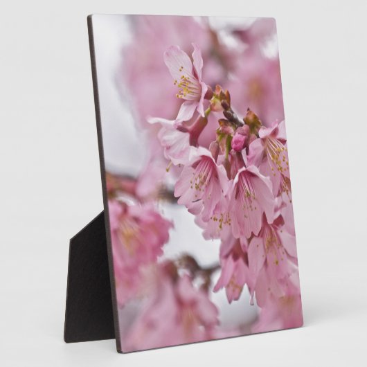 Sakura Cherry Blossom Bleek Pink Fotoplaat (Zijkant)