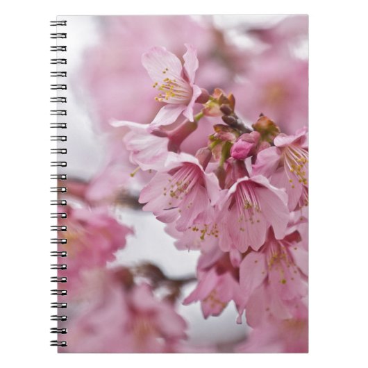 Sakura Cherry Blossom Bleek Pink Notitieboek (Voorkant)