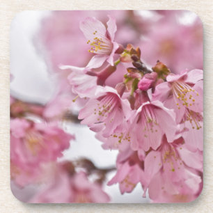 Sakura Cherry Blossom Bleek Pink Onderzetter