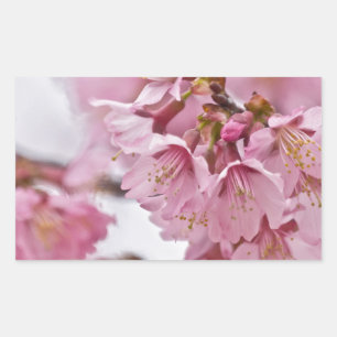 Sakura Cherry Blossom Bleek Pink Rechthoekige Sticker