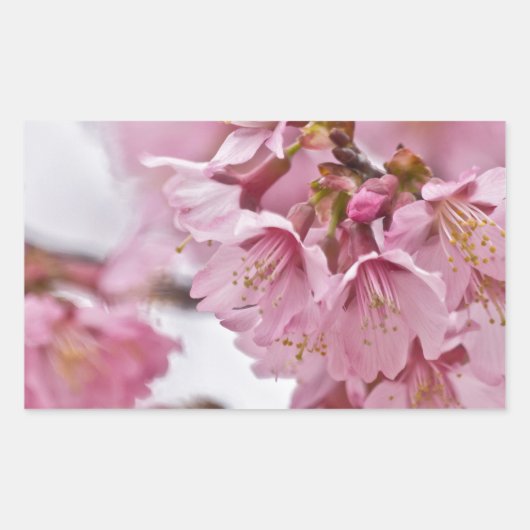 Sakura Cherry Blossom Bleek Pink Rechthoekige Sticker (Voorkant)