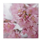 Sakura Cherry Blossom Bleek Pink Tegeltje (Voorkant)