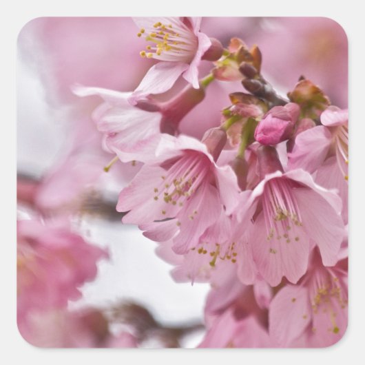 Sakura Cherry Blossom Bleek Pink Vierkante Sticker (Voorkant)