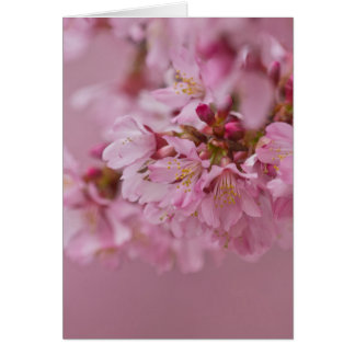 Sakura Cherry Blossom Bleke roze reflecties