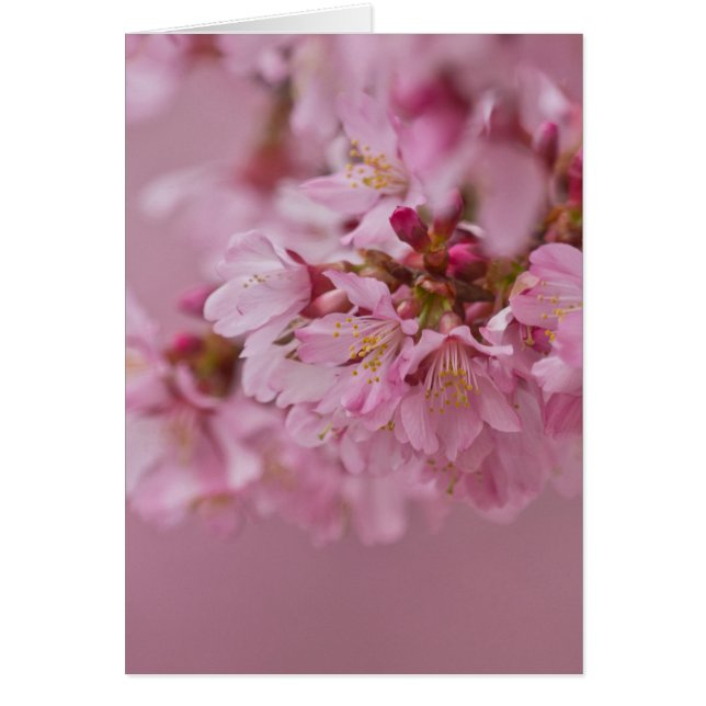 Sakura Cherry Blossom Bleke roze reflecties (Voorkant)