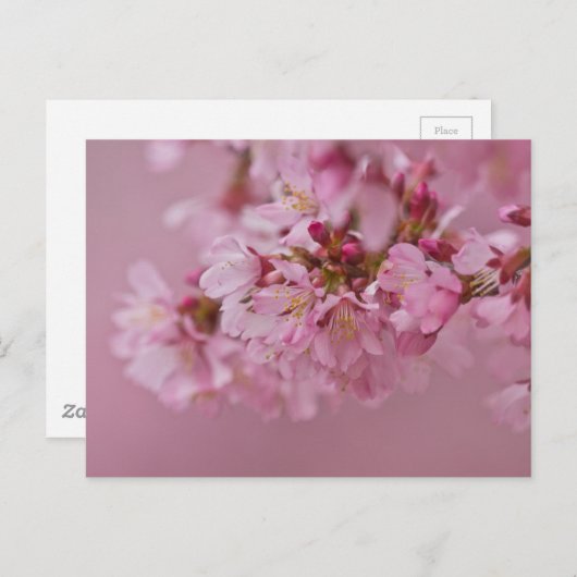 Sakura Cherry Blossom Bleke roze reflecties Briefkaart (Voorkant / Achterkant)
