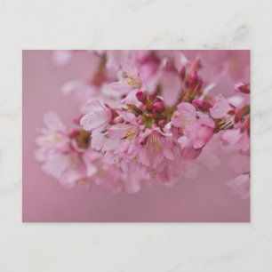 Sakura Cherry Blossom Bleke roze reflecties Briefkaart