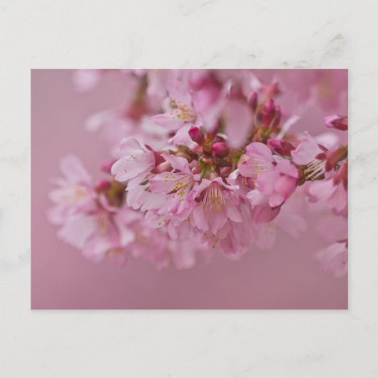 Sakura Cherry Blossom Bleke roze reflecties Briefkaart (Voorkant)