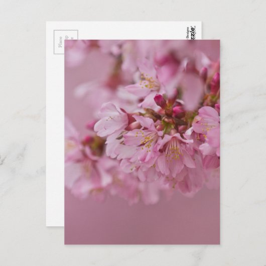 Sakura Cherry Blossom Bleke roze reflecties Briefkaart (Voorkant / Achterkant)