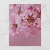 Sakura Cherry Blossom Bleke roze reflecties Briefkaart (Voorkant)
