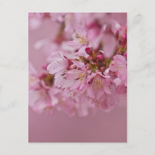 Sakura Cherry Blossom Bleke roze reflecties Briefkaart (Voorkant)