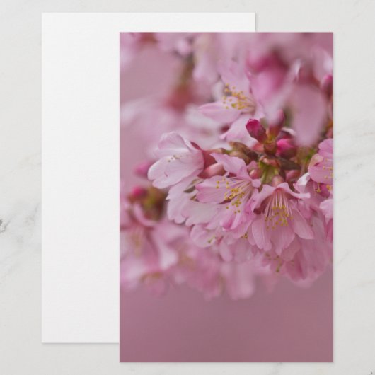 Sakura Cherry Blossom Bleke roze reflecties Briefpapier (Voorkant / Achterkant)