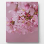 Sakura Cherry Blossom Bleke roze reflecties Fotoplaat (Voorkant)