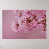 Sakura Cherry Blossom Bleke roze reflecties Poster (Voorkant)