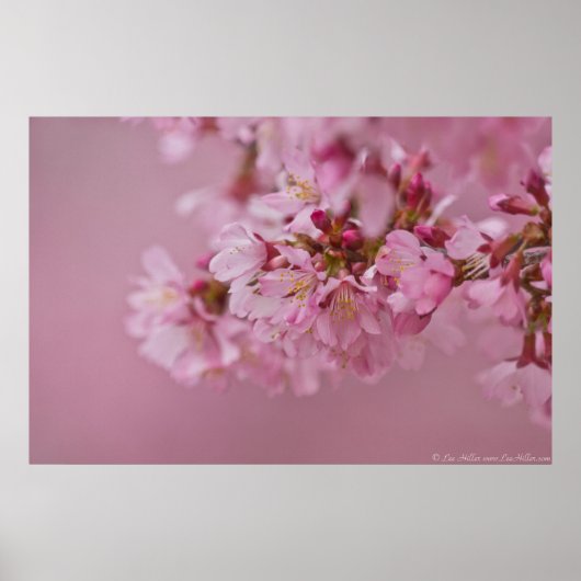 Sakura Cherry Blossom Bleke roze reflecties Poster (Voorkant)