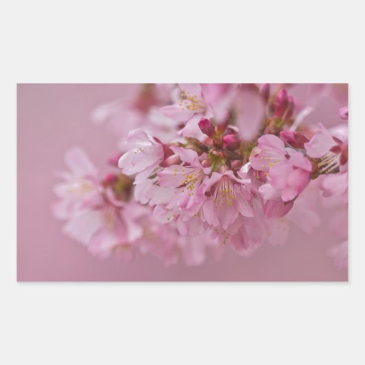 Sakura Cherry Blossom Bleke roze reflecties Rechthoekige Sticker (Voorkant)