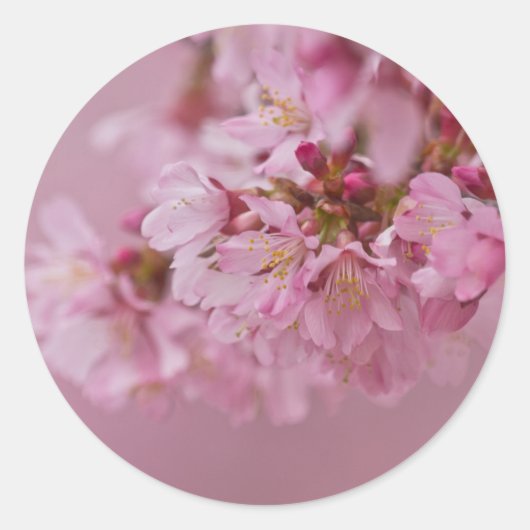 Sakura Cherry Blossom Bleke roze reflecties Ronde Sticker (Voorkant)