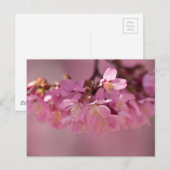 Sakura Cherry Blossom Delicate Pink Bouquet Briefkaart (Voorkant / Achterkant)