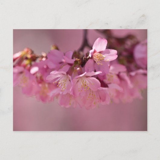 Sakura Cherry Blossom Delicate Pink Bouquet Briefkaart (Voorkant)