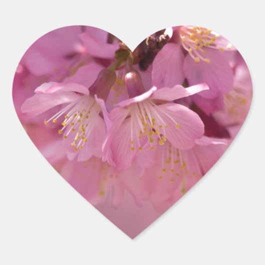 Sakura Cherry Blossom Delicate Pink Bouquet Hart Sticker (Voorkant)