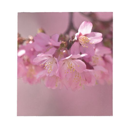 Sakura Cherry Blossom Delicate Pink Bouquet Notitieblok (Voorkant)