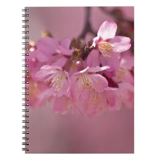 Sakura Cherry Blossom Delicate Pink Bouquet Notitieboek (Voorkant)
