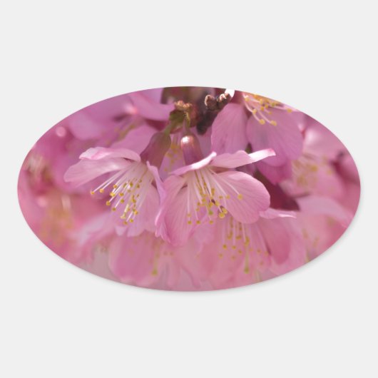 Sakura Cherry Blossom Delicate Pink Bouquet Ovale Sticker (Voorkant)