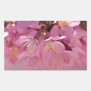 Sakura Cherry Blossom Delicate Pink Bouquet Rechthoekige Sticker
