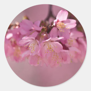 Sakura Cherry Blossom Delicate Pink Bouquet Ronde Sticker