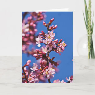 Sakura Cherry Blossom die blauw aanraakt Kaart