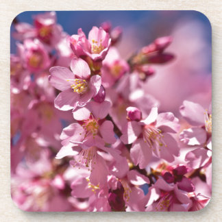 Sakura Cherry Blossom gekust door zonlicht Bier Onderzetter