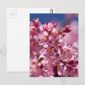 Sakura Cherry Blossom gekust door zonlicht Briefkaart (Voorkant / Achterkant)