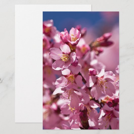 Sakura Cherry Blossom gekust door zonlicht Briefpapier (Voorkant / Achterkant)