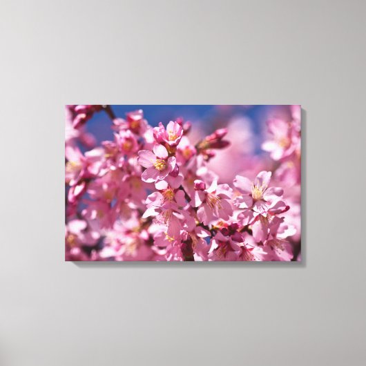 Sakura Cherry Blossom gekust door zonlicht Canvas Afdruk (Voorkant)