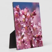 Sakura Cherry Blossom gekust door zonlicht Fotoplaat (Zijkant)