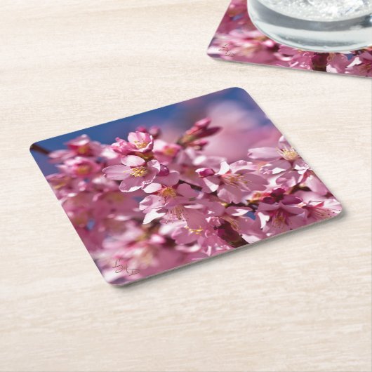 Sakura Cherry Blossom gekust door zonlicht Kartonnen Onderzetters (Schuin)