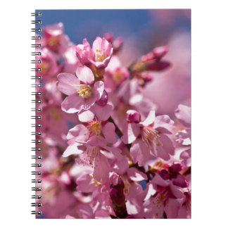 Sakura Cherry Blossom gekust door zonlicht Notitieboek