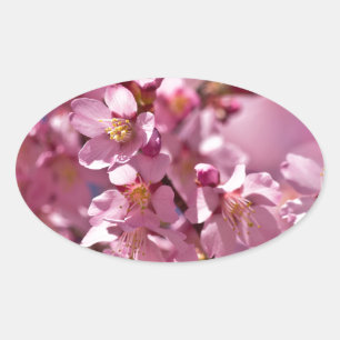 Sakura Cherry Blossom gekust door zonlicht Ovale Sticker