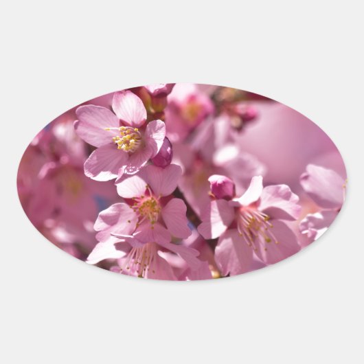 Sakura Cherry Blossom gekust door zonlicht Ovale Sticker (Voorkant)