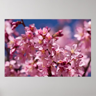 Sakura Cherry Blossom gekust door zonlicht Poster