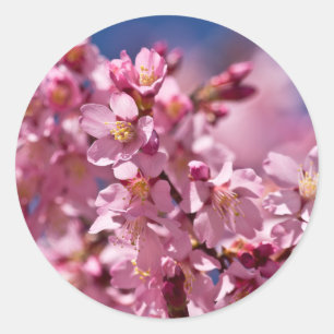 Sakura Cherry Blossom gekust door zonlicht Ronde Sticker