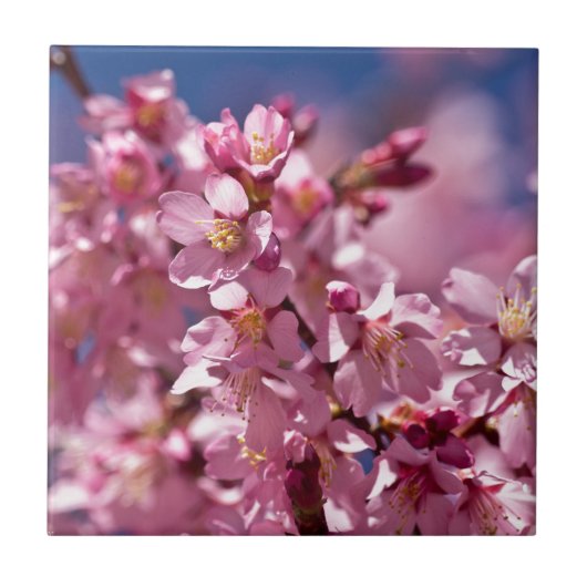 Sakura Cherry Blossom gekust door zonlicht Tegeltje (Voorkant)