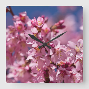 Sakura Cherry Blossom gekust door zonlicht Vierkante Klok