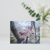 Sakura - Cherry Blossom in Kajo Park Briefkaart (Staand voorkant)