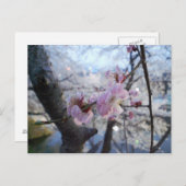 Sakura - Cherry Blossom in Kajo Park Briefkaart (Voorkant / Achterkant)